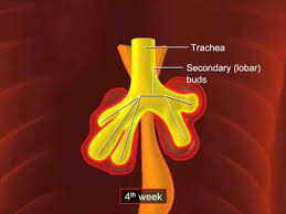RESPIRATORY